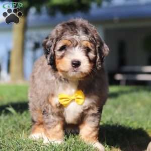 Finley, Mini Bernedoodle Puppy
